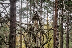 Bäume-Pflanzen