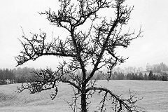 Bäume-Pflanzen 108