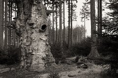 Bäume-Pflanzen 109