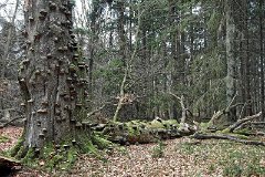 Bäume-Pflanzen 112